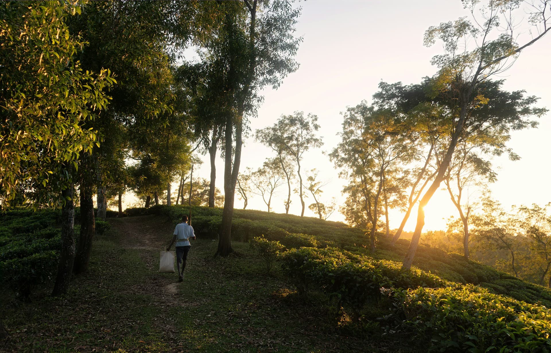 Featured image for Walking is more than just exercise.It’s a biological necessity that shaped human evolution. Discover why modern life has disconnected us fro